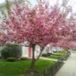 Meet your Posher, Cece